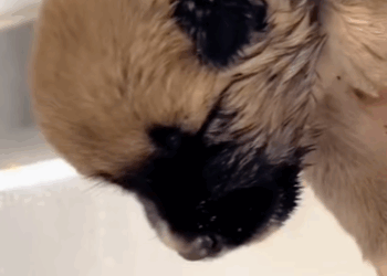 T1211001 cute animals #cuteanimals #dog #cute #lovedogs part2