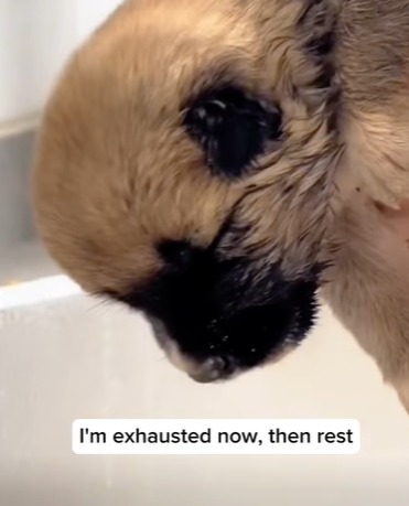 T1211001 cute animals #cuteanimals #dog #cute #lovedogs part2