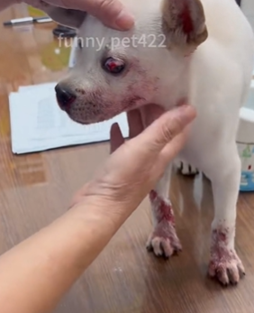 T1511019 Rescue stray dogs___rescue _cute _helpanimals _love _rescueanimals part2