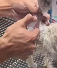 T2111050 blind cat#cat #catvideo #catsoftiktok part2