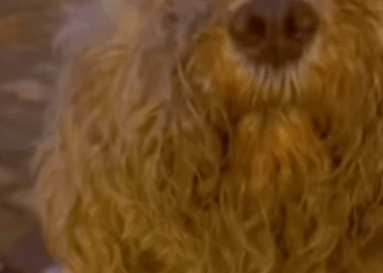 T1211003 cute animals part2