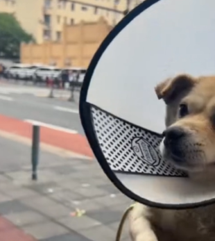 T1511018 Rescue stray dogs rescue cute helpanimals love rescueanimals part2