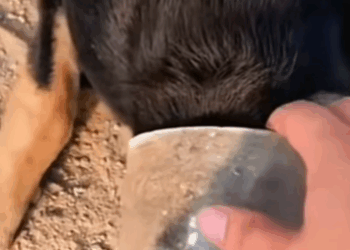 T1211019 cute animals part2