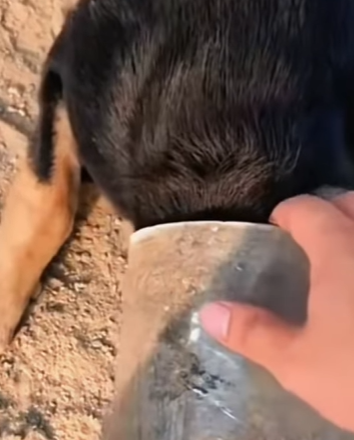 T1211019 cute animals part2