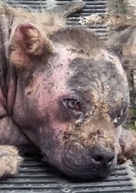 T1511017 Rescue stray dogs rescue cute helpanimals love dog part2