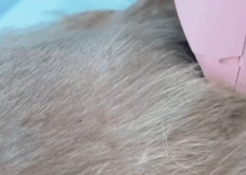 T1211026 revival of poor dog part2