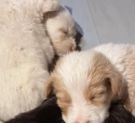 T1511014 Rescue dog rescue animals adoptdontshop petlover dog cutedog part2