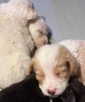 T1511014 Rescue dog rescue animals adoptdontshop petlover dog cutedog part2