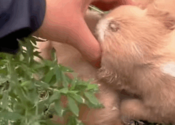 T1211006 cute animals part2