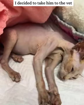 T1511015 Rescue poor kitten and then rescue animals fyp cat cats part2