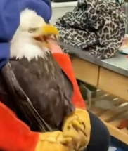 T2111048 An eagle stuck in river was rescued by us #animal #rescue #rescue part2