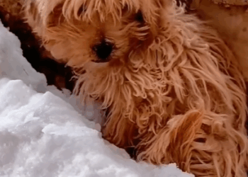 T1211024 cute animals part2