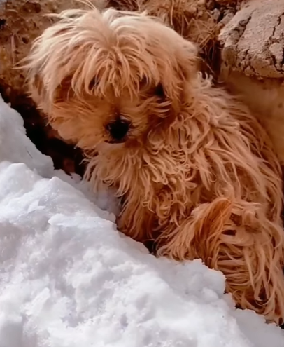 T1211024 cute animals part2