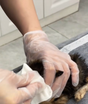 T1511016 Rescue stray cats cat catsoftiktok rescuecat rescuecat rescueanimal part2