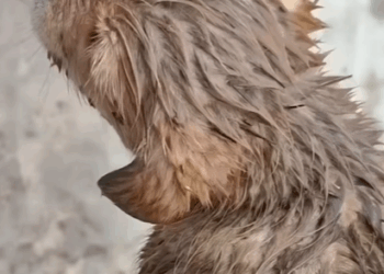 T1211007 cute animals part2