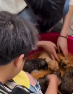 T1511013 Rescue dog rescue animals adoptdontshop petlover dog cutedog part2