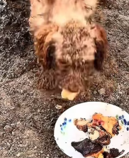 T2111037 #dog #dogsoftiktok #doglover #dogvideos part2