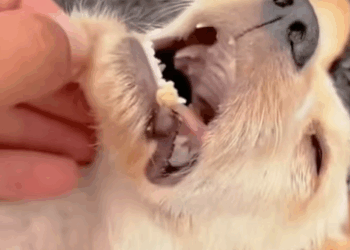 T1211008 cute animals part2