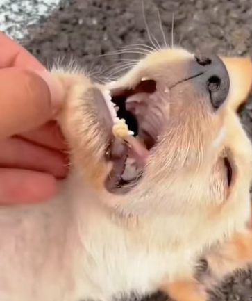 T1211008 cute animals part2