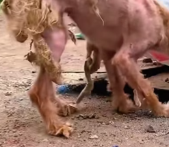 T2111036 #dog #dogsoftiktok #doglover #dogvideos part2