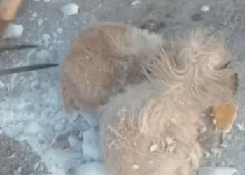 T1211016 cute animals part2