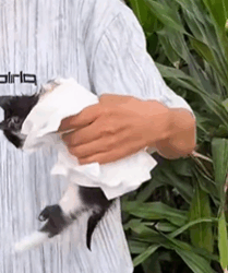 T1511009 Poor kitten rescue save kitten cat animals love fyp forypupage part2