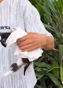 T1511009 Poor kitten rescue save kitten cat animals love fyp forypupage part2