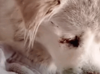 T1211015 cute animals part2