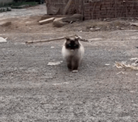 T1511029 The abandoned Ragdoll cat_cat _catsoftiktok _rescuecat _rescueanimals part2