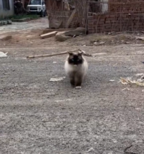 T1511029 The abandoned Ragdoll cat_cat _catsoftiktok _rescuecat _rescueanimals part2