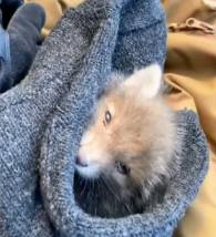 T2111060 Surprisingly fox cub followed man home #animal #rescue part2