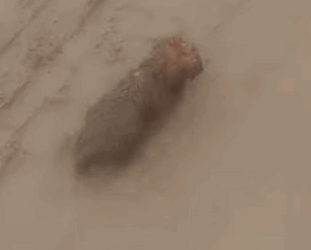 T1211029 Little stray dog stuck in muddy road part2