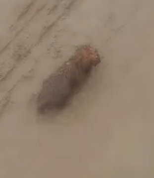 T1211029 Little stray dog stuck in muddy road part2