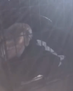 T1511011 Rescue barn owl. rescuevideo rescue rescueanimals animals owl part2