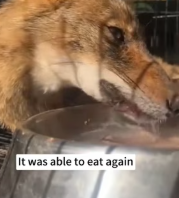 T2111028 Rescued wolf stuck in car,but #animals #fyp #rescue #wolf part2