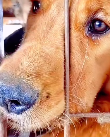 T1211023 cute animal part2