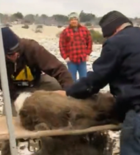 T1511012 Rescue deer. rescuevideo rescueanimals animals deer loveanimal part2