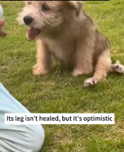 T2111025 Rescued puppy broken leg then #animals #fyp #rescue part2