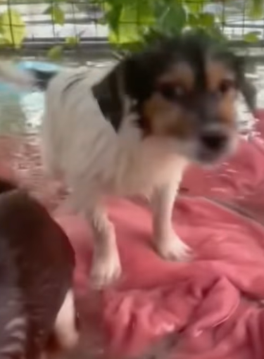 T1211010 cute animals part2