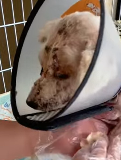 T1211011 cute animals part2