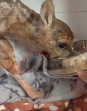 T1511008 never thought would sleep with baby deer but from today it part2