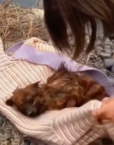 T1211017 cute animals part2