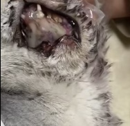 T2111022 On my way home, found pitiful cat.#annmal #animals #rescue part2