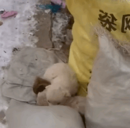 T1211022 cute animals part2