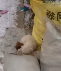 T1211022 cute animals part2