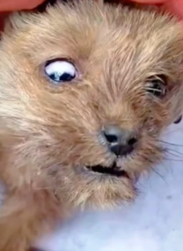 T1511001 The dog was left outside in the cold weather. cuteanimals dog cute part2