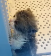 T2111021 Oh my goodness,there little kitten lost his mom!#annmal #animals part2