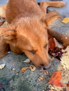 T1211012 cute animals part2