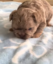 T2111019 My dog found an abandoned puppy in cave.#animal #animals #puppy part2