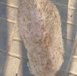 T1211025 cute animals part2